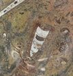 / Fossil Orthoceras & Goniatite Plate - Stoneware #58556-1
